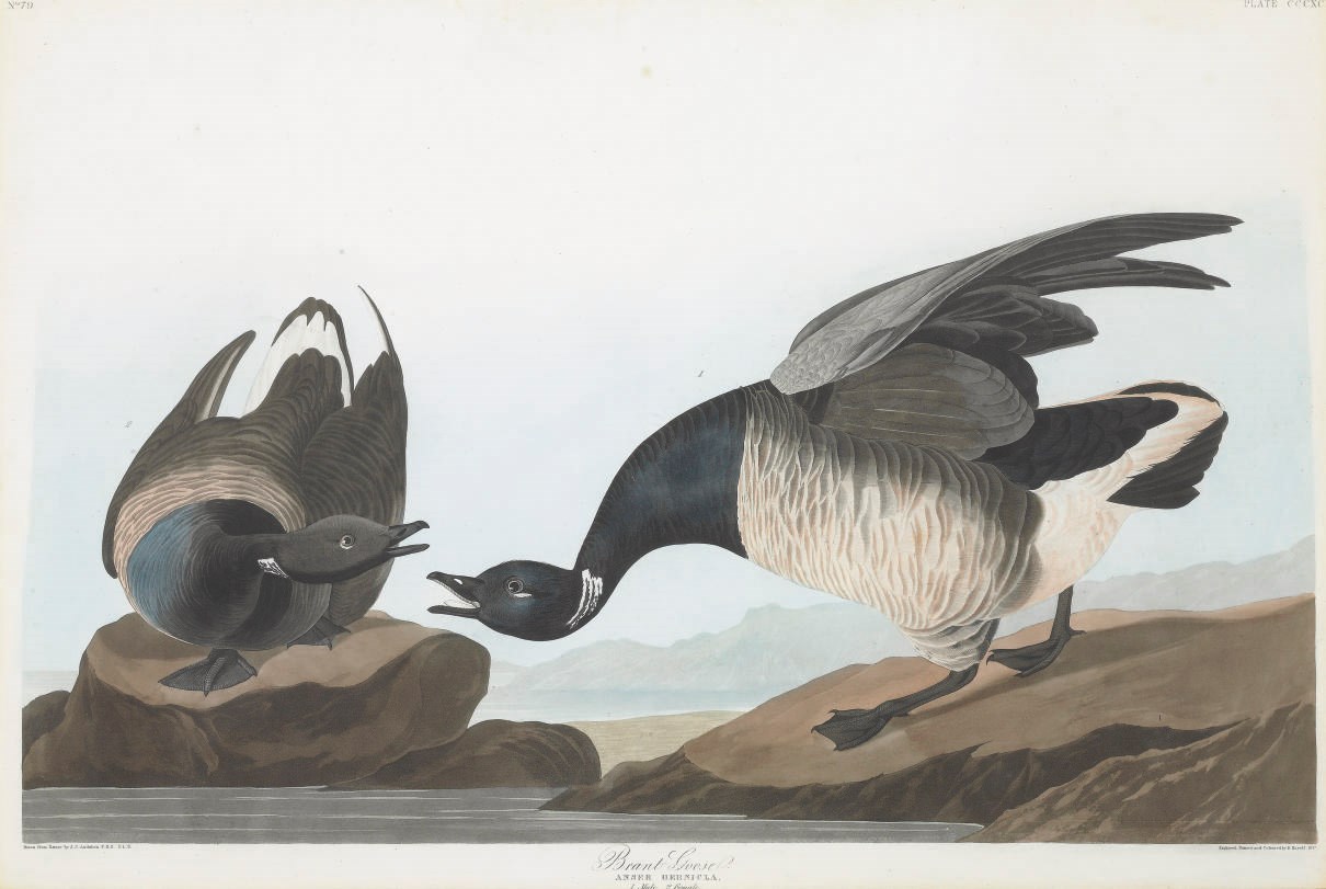 AFTER JOHN JAMES AUDUBON
BY ROBERT HAVELL