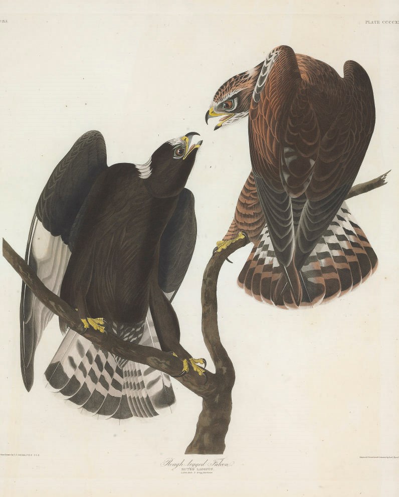 AFTER JOHN JAMES AUDUBON
BY ROBERT HAVELL