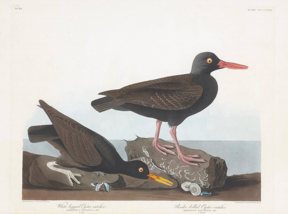 AFTER JOHN JAMES AUDUBON
BY ROBERT HAVELL