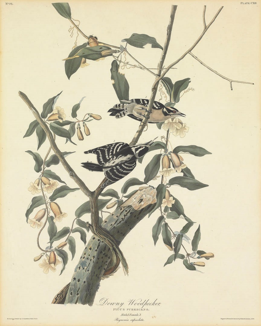 AFTER JOHN JAMES AUDUBON
BY ROBERT HAVELL