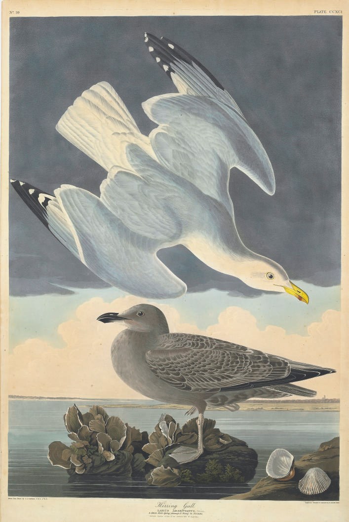 AFTER JOHN JAMES AUDUBON
BY ROBERT HAVELL