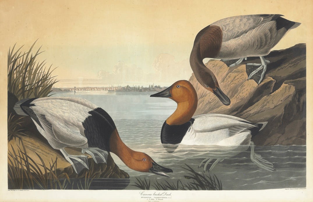 AFTER JOHN JAMES AUDUBON
BY ROBERT HAVELL