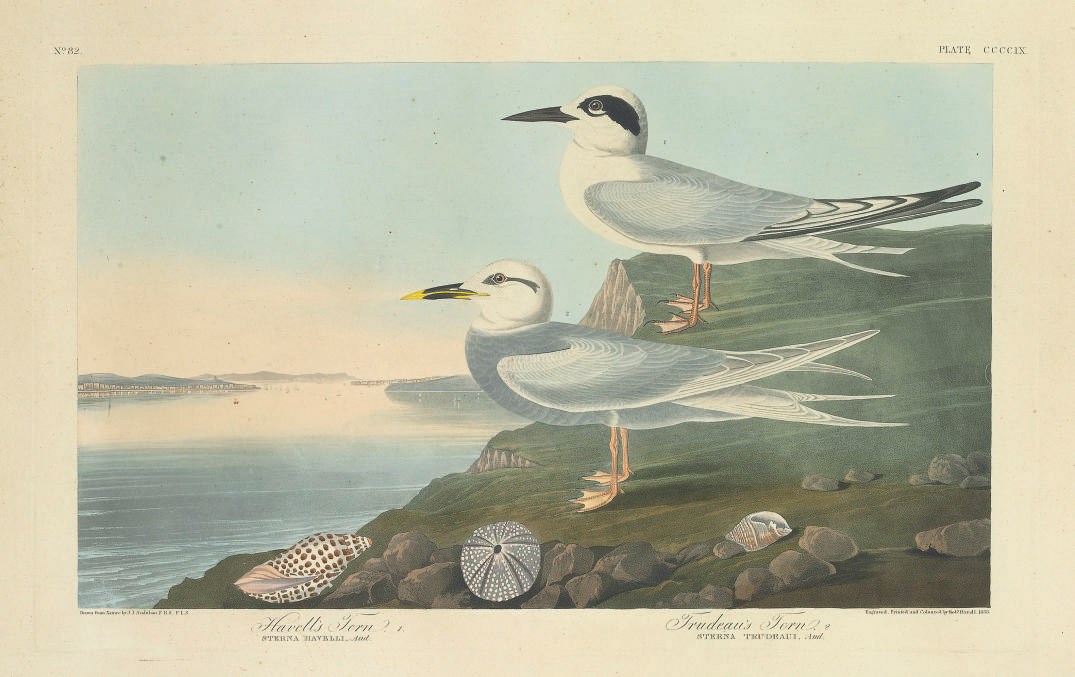 AFTER JOHN JAMES AUDUBON
BY ROBERT HAVELL