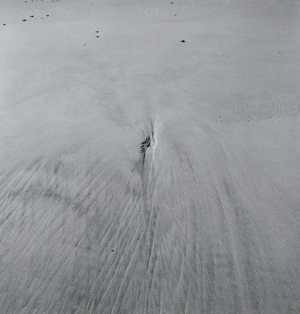 HARRY CALLAHAN (1912-1999)