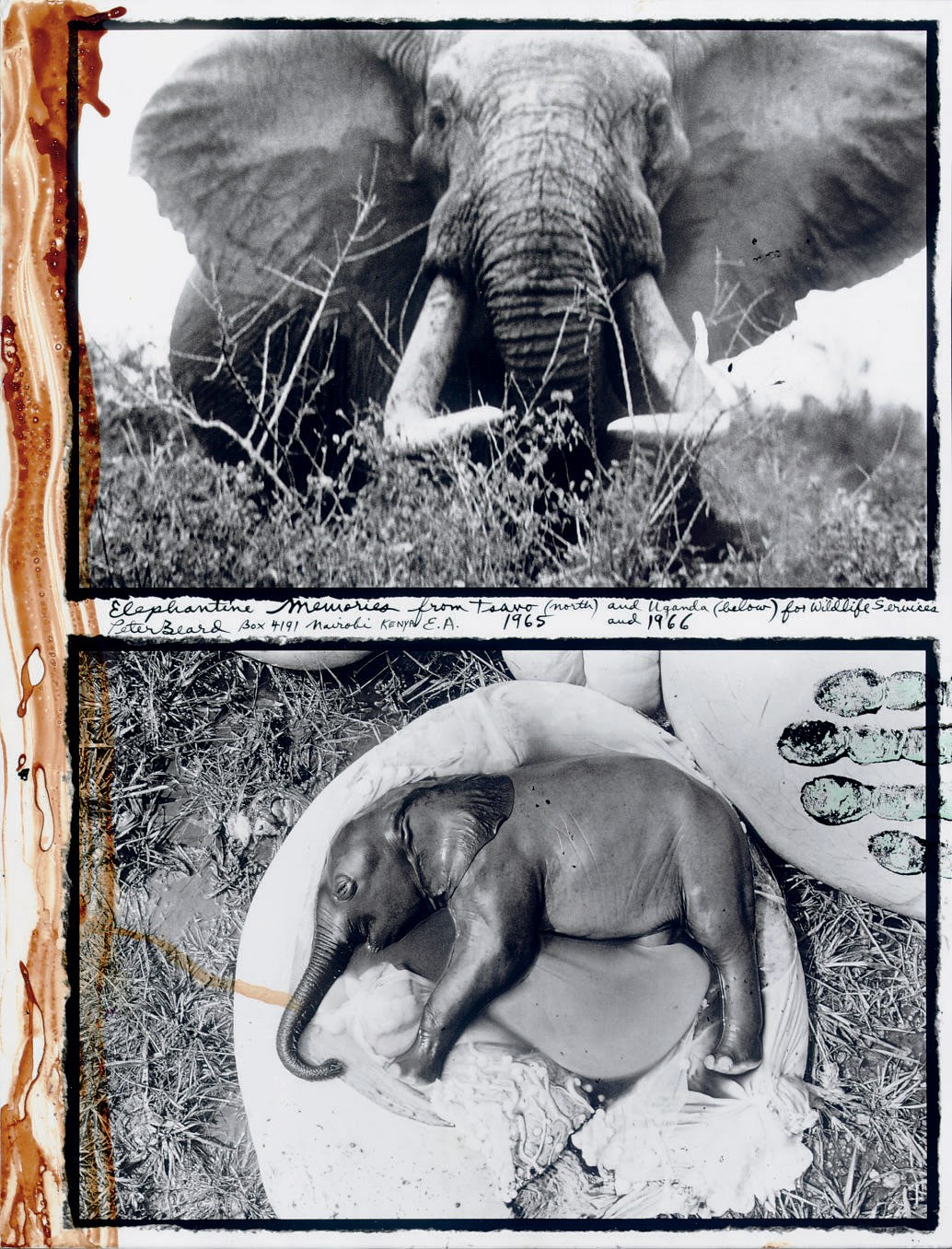PETER BEARD (b. 1938)
