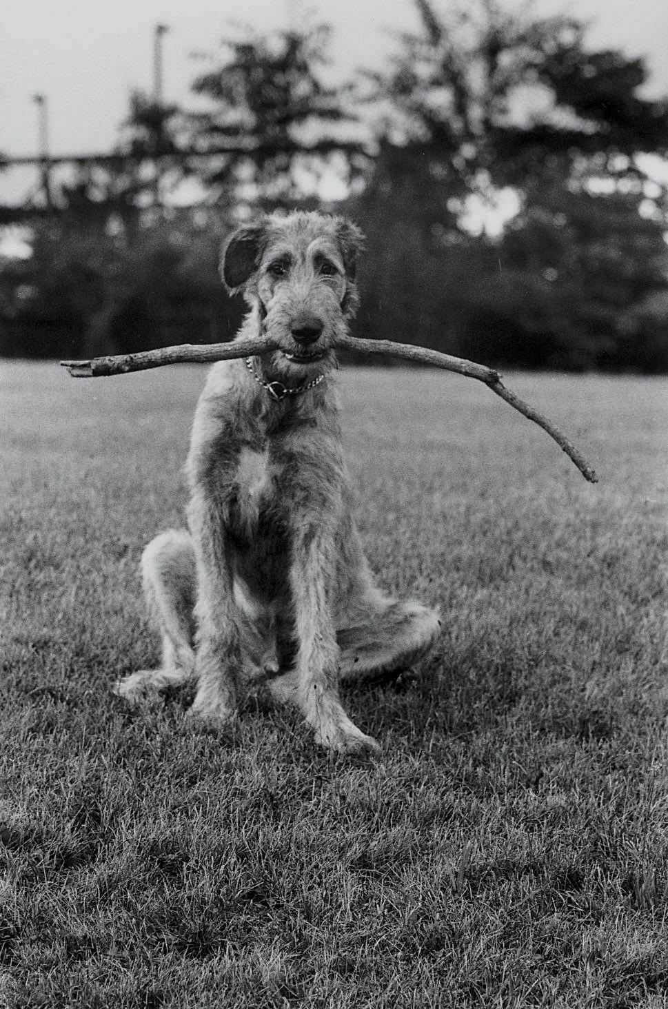 ELLIOTT ERWITT (B. 1928)