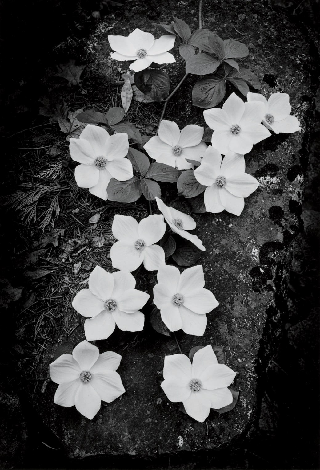 ANSEL ADAMS (1902-1984)