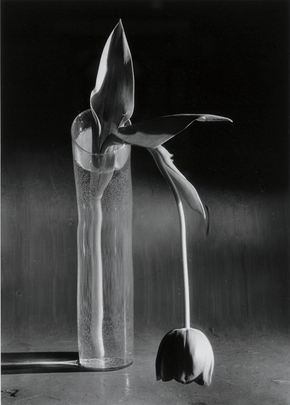 ANDRÉ KERTÉSZ (1894-1985)