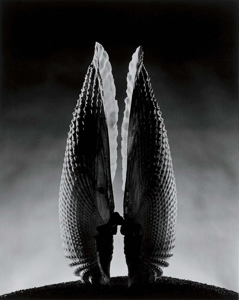 RUTH BERNHARD (1905-2006)