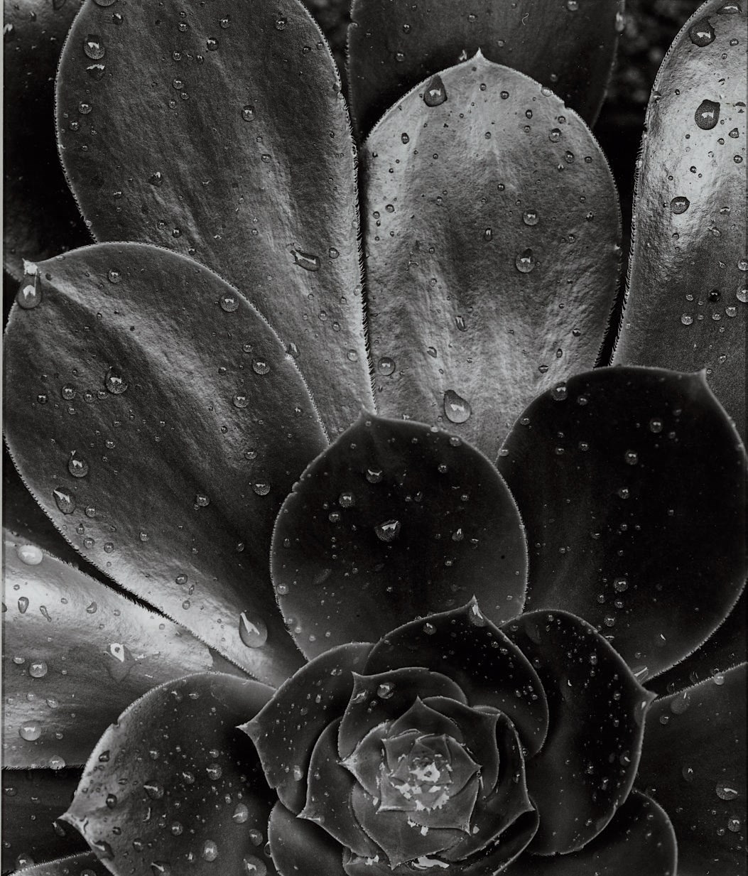 BRETT WESTON (1911-1993)