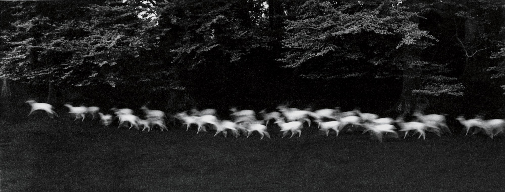PAUL CAPONIGRO (B. 1932)