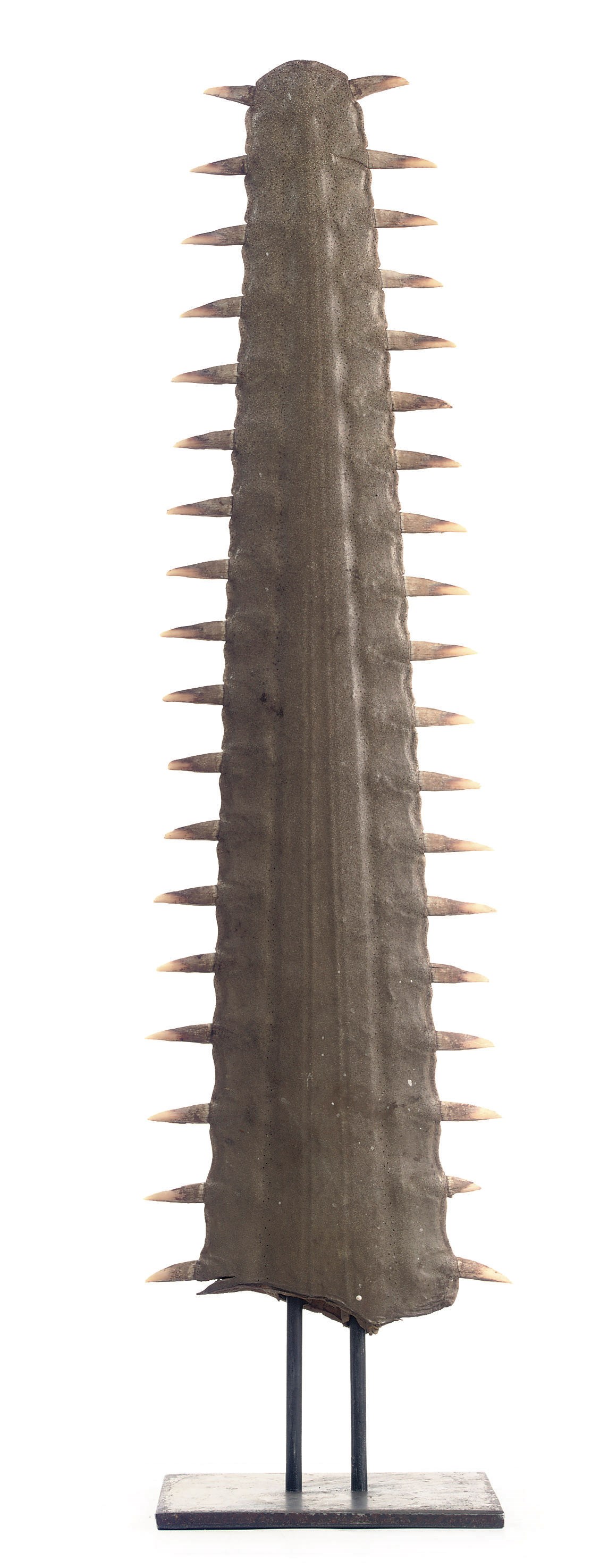A SAWFISH BILL