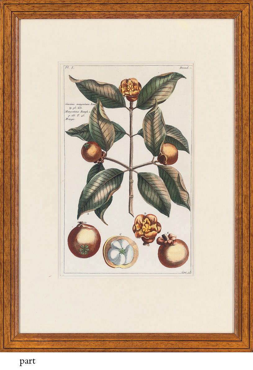 A Collection of Twenty Two Pomological Prints