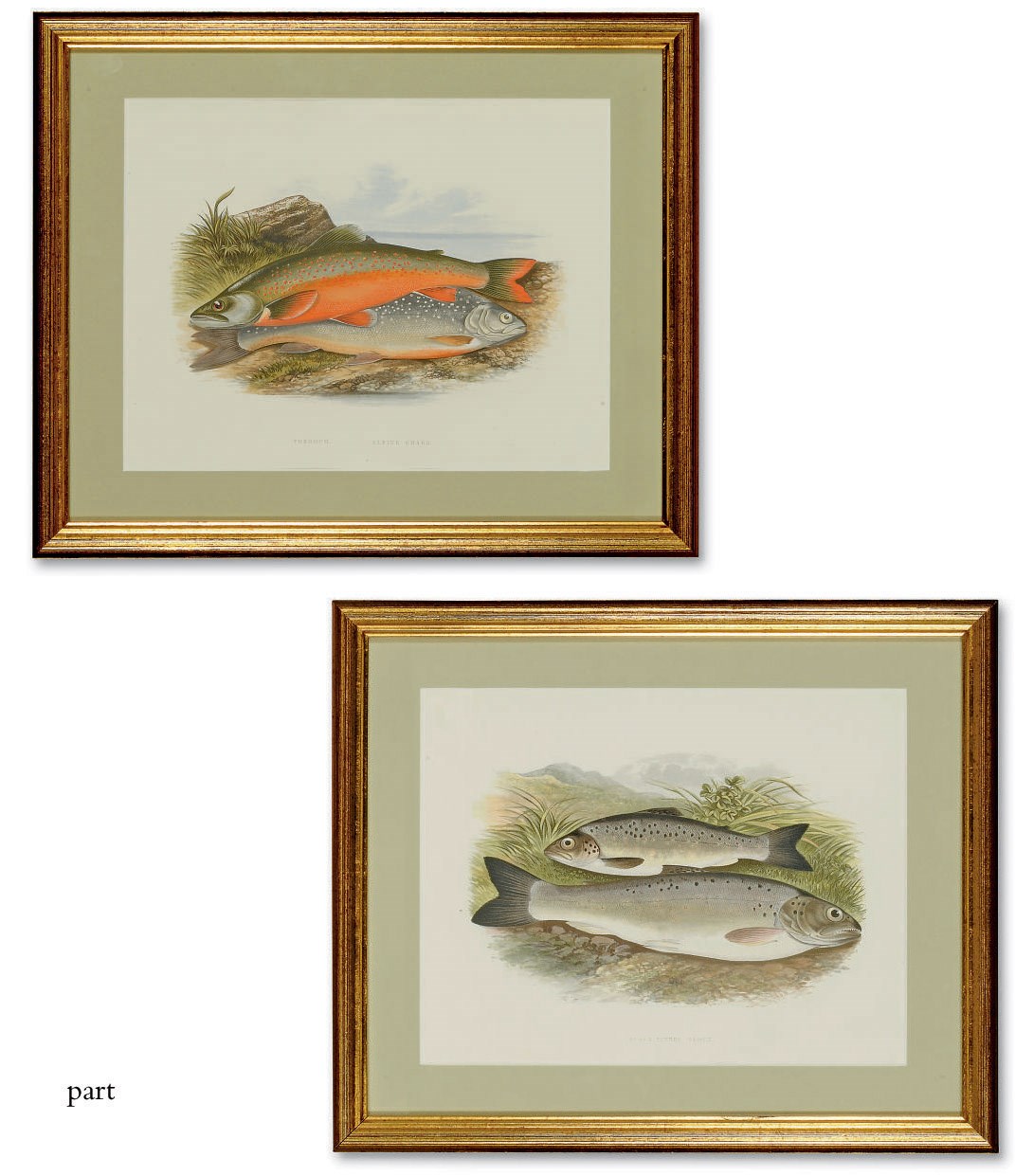 TEN CHROMOLITHOGRAPHS OF FISH