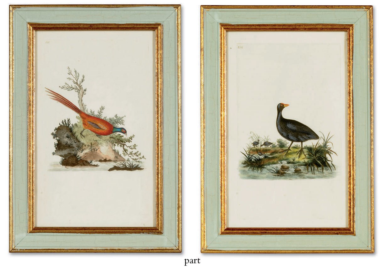 TWELVE HAND-COLOURED ENGRAVINGS OF BIRDS
