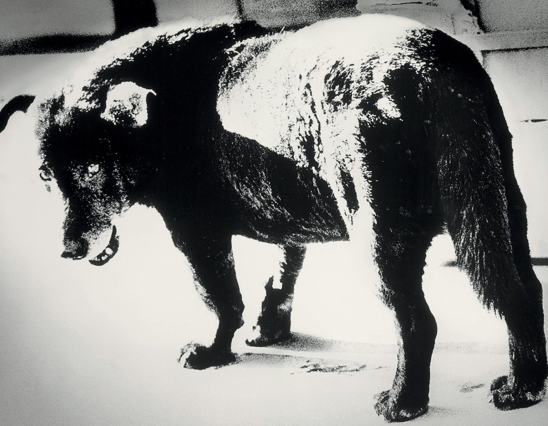 DAIDO MORIYAMA (B. 1938)