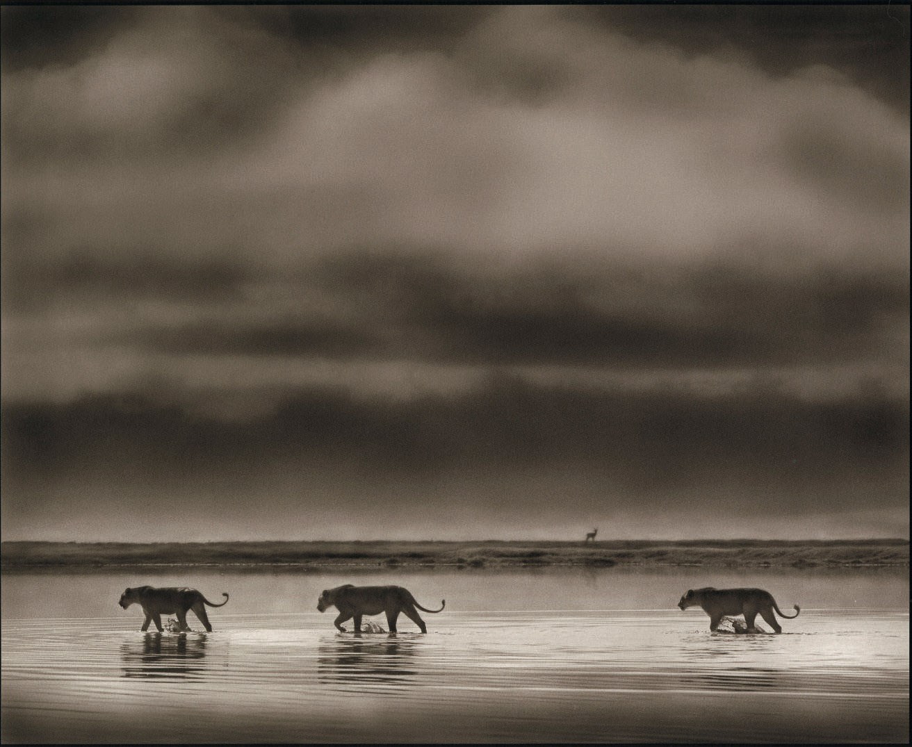 NICK BRANDT (B. 1976)