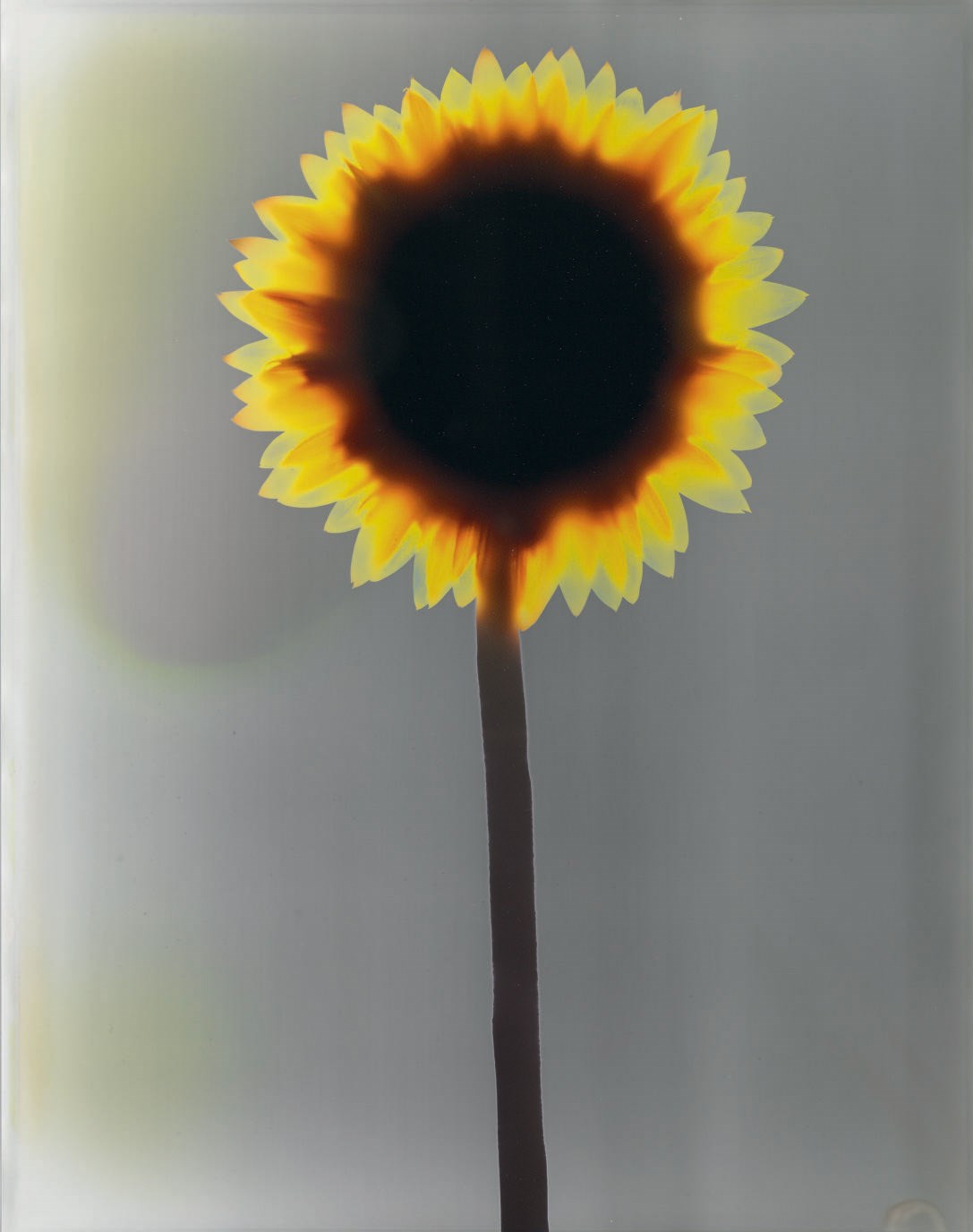 ADAM FUSS (B. 1961)