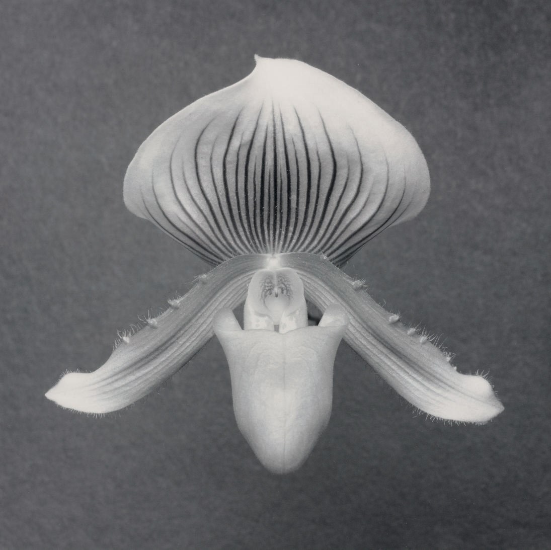 ROBERT MAPPLETHORPE (1946-1989)