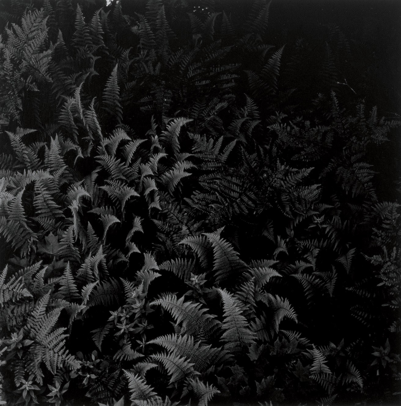 HARRY CALLAHAN (1912-1999)