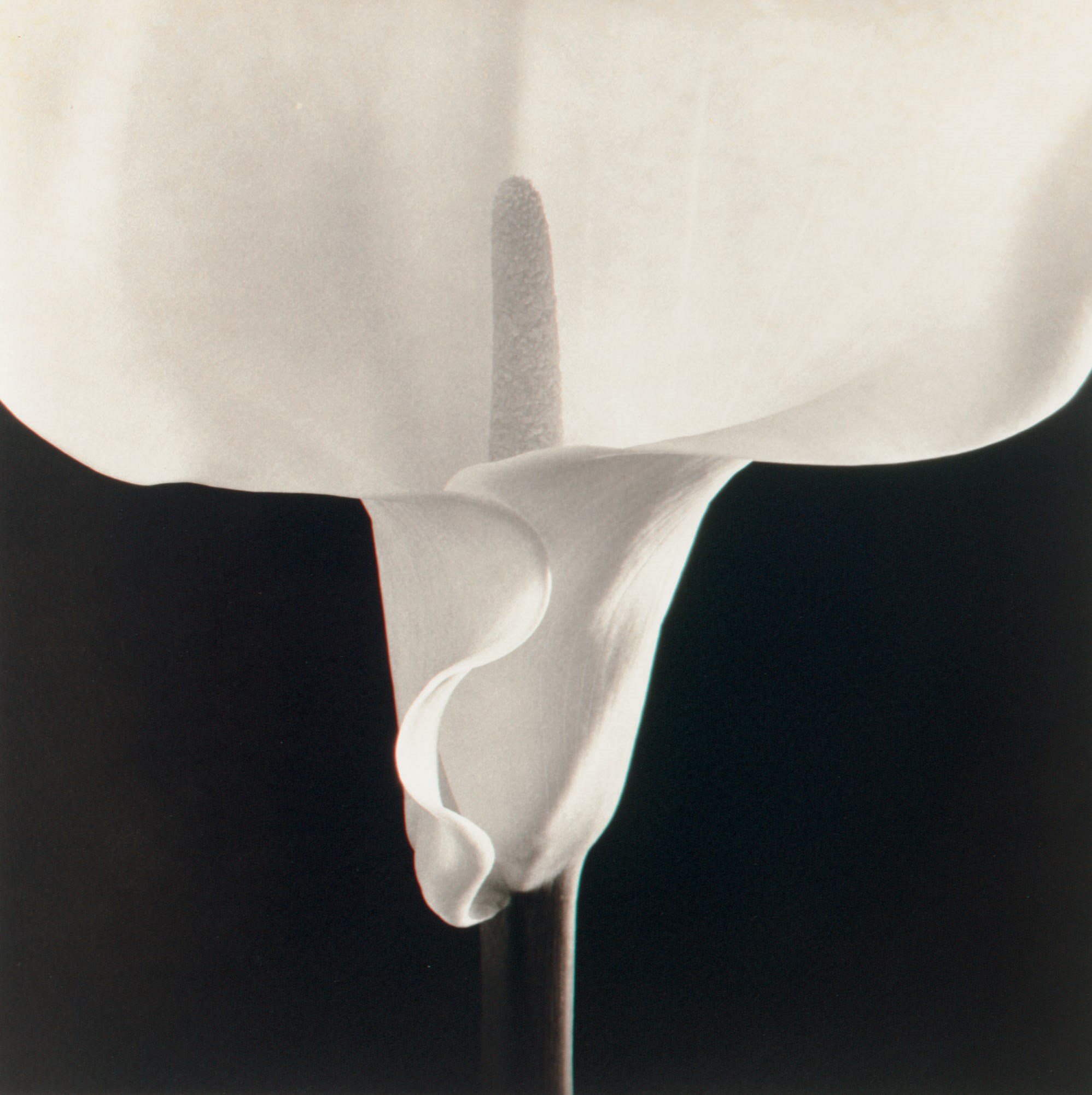 ROBERT MAPPLETHORPE (1946-1989)