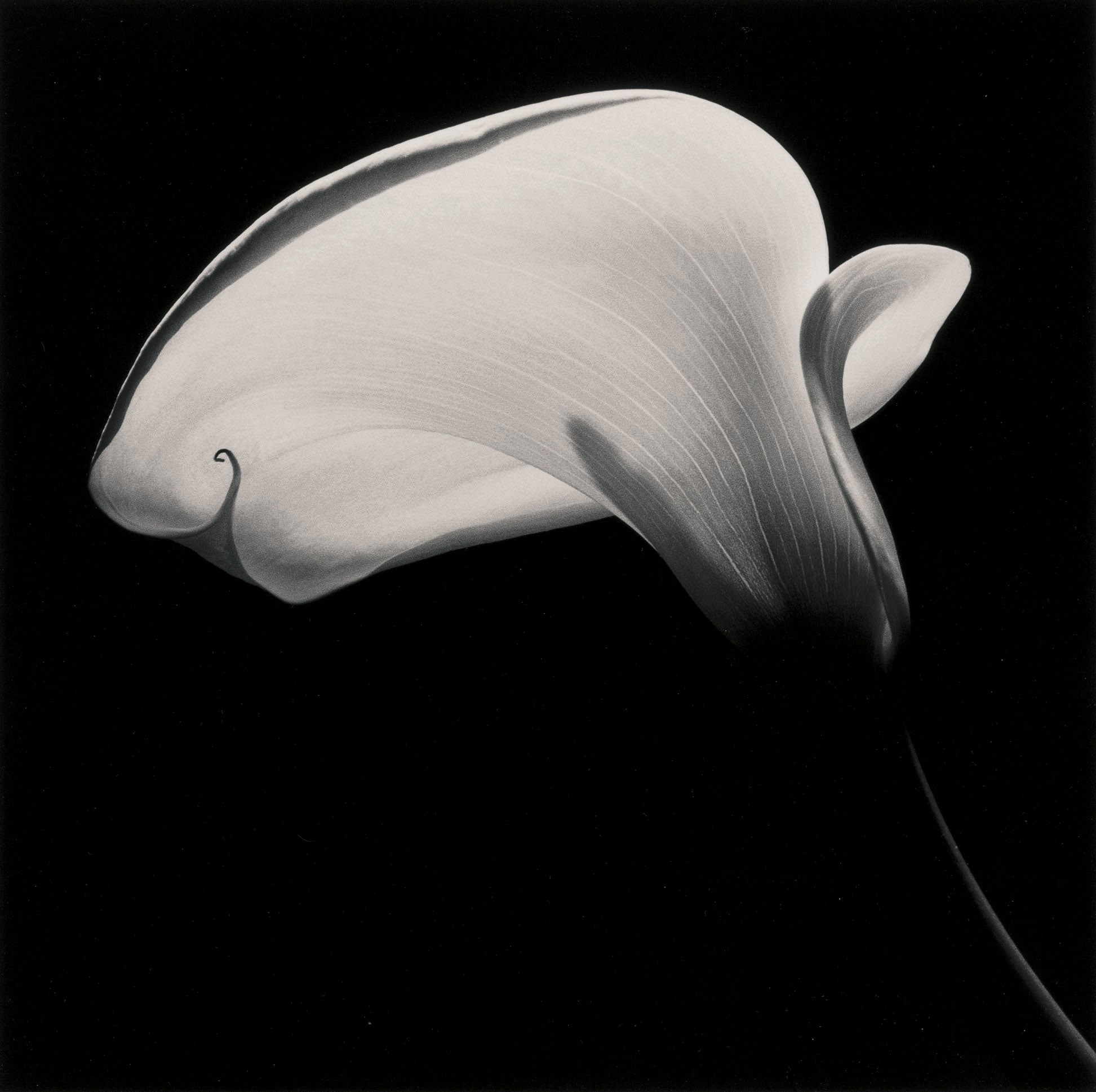 ROBERT MAPPLETHORPE (1946-1989)