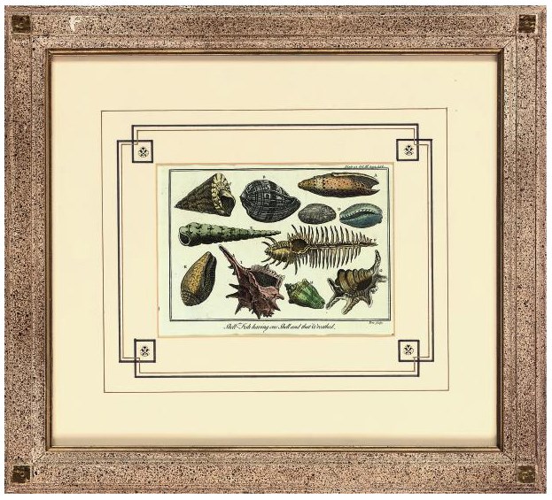 A collection of Sea shell studies