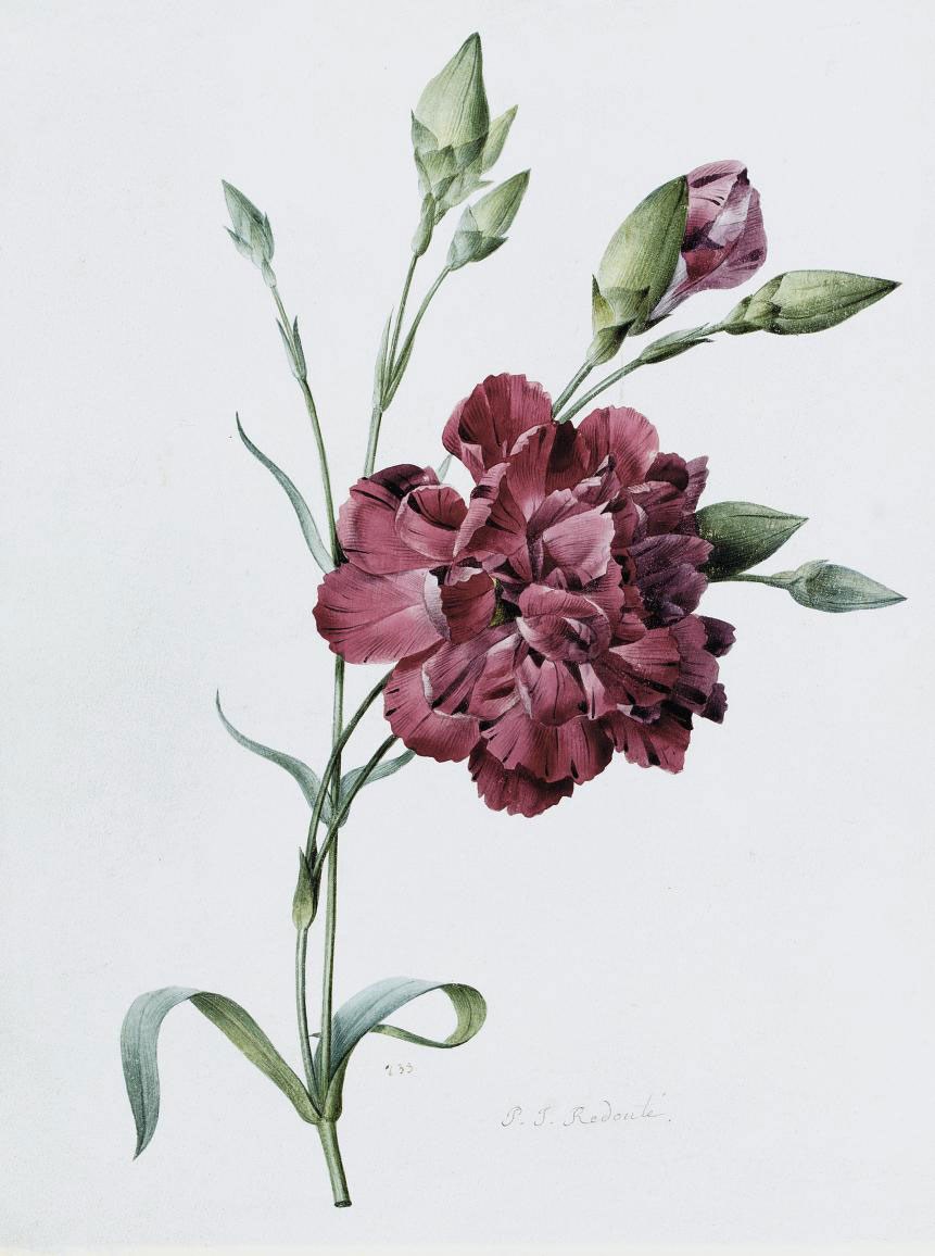 Pierre-Joseph Redouté (Saint-Hubert 1759-1840 Paris)