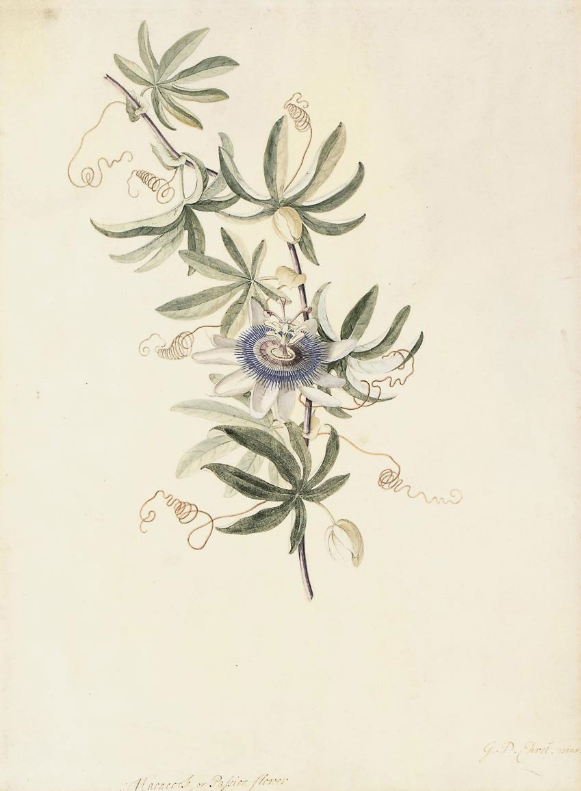 Georg Dionysius Ehret (Erfurt 1708-1770 London)