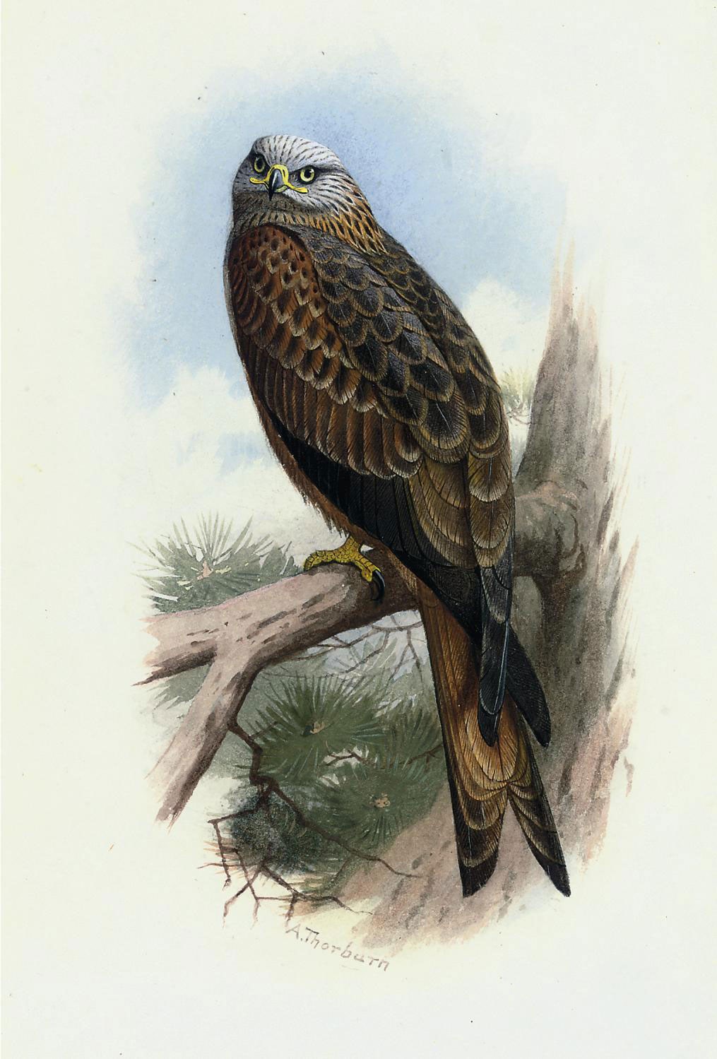 Archibald Thorburn (1860-1935)