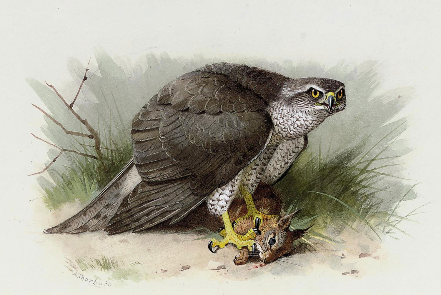 Archibald Thorburn (1860-1935)