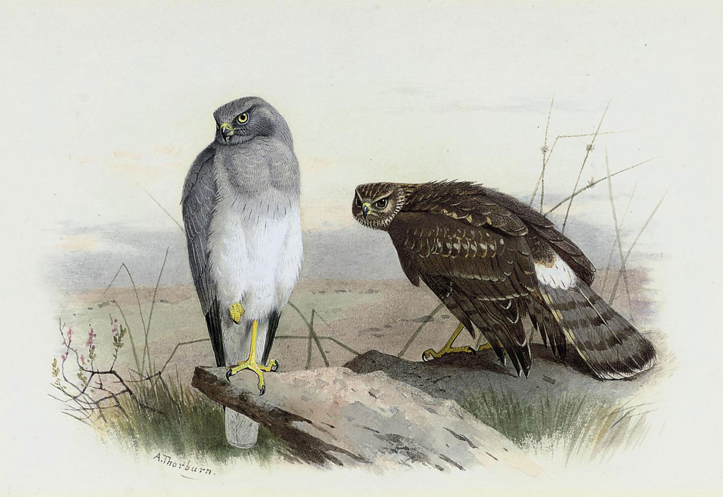Archibald Thorburn (1860-1935)