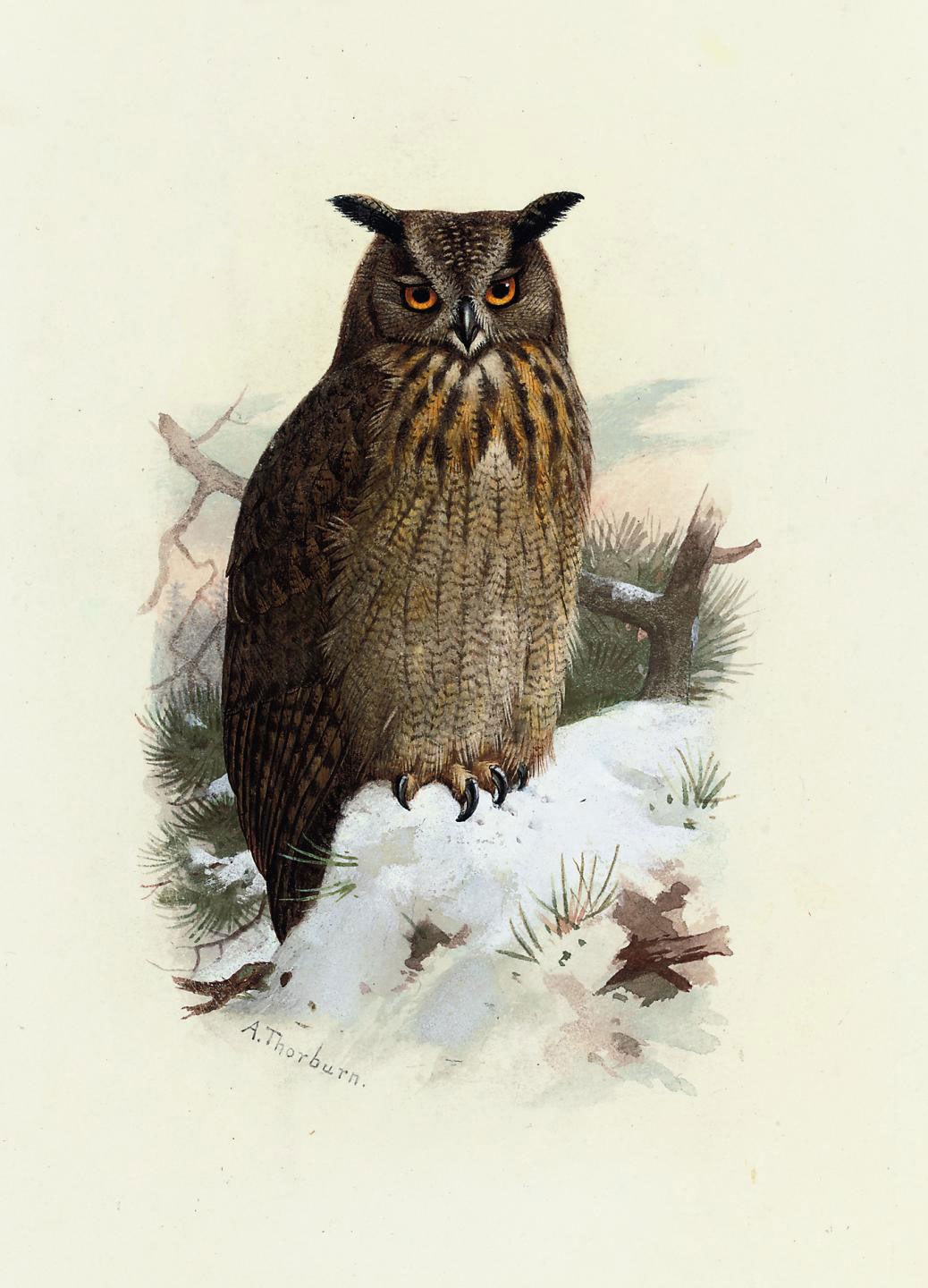 Archibald Thorburn (1860-1935)