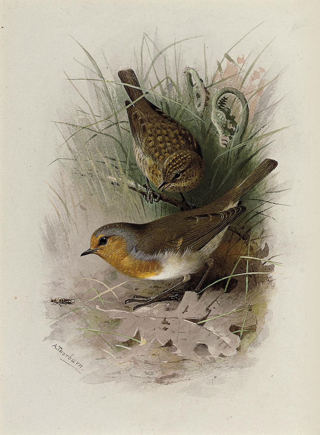 Archibald Thorburn (1860-1935)