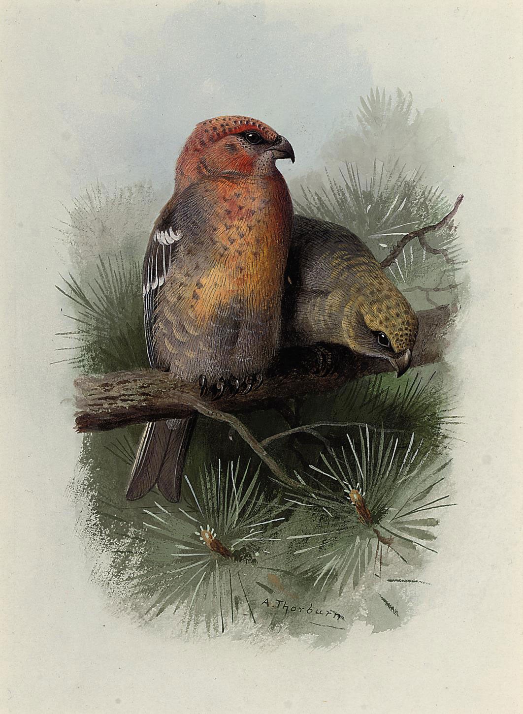 Archibald Thorburn (1860-1935)