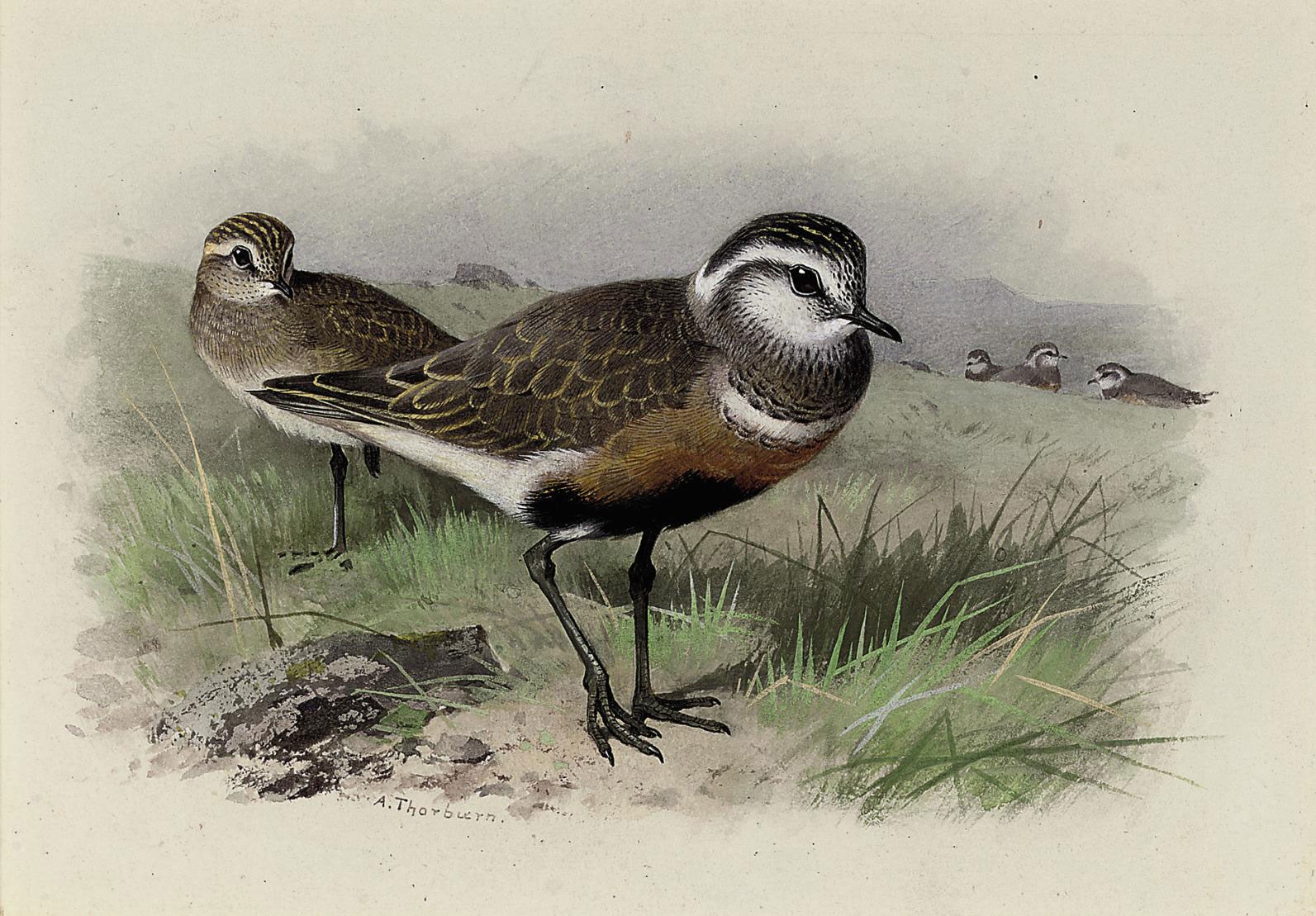 Archibald Thorburn (1860-1935)