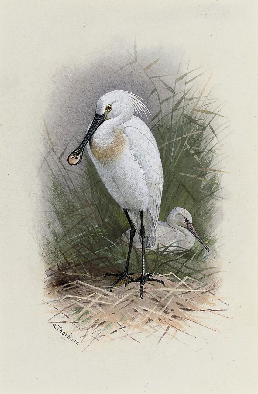 Archibald Thorburn (1860-1935)