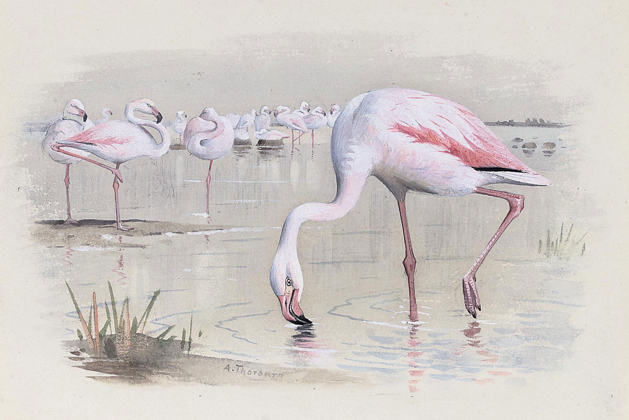 Archibald Thorburn (1860-1935)