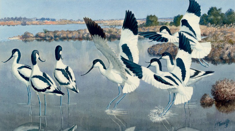 Charles Frederick Tunnicliffe, R.A. (1901-1979)