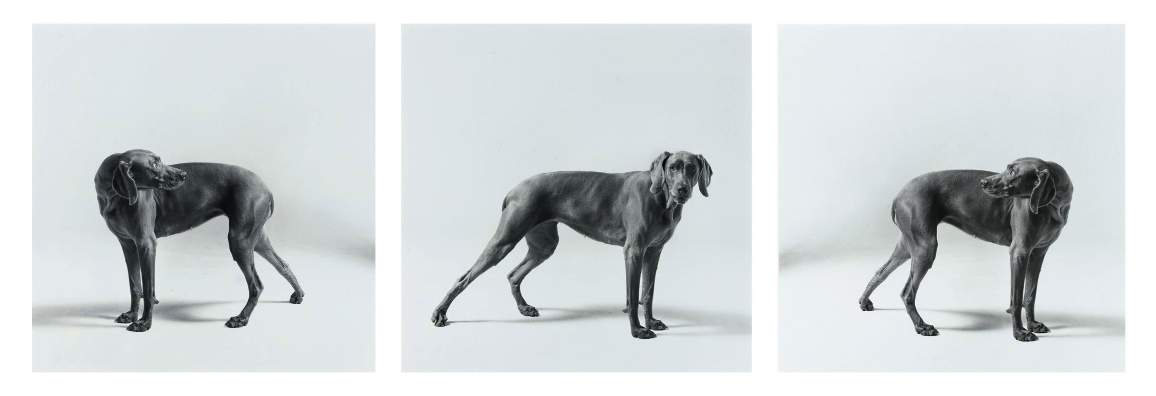 WILLIAM WEGMAN (B. 1942)