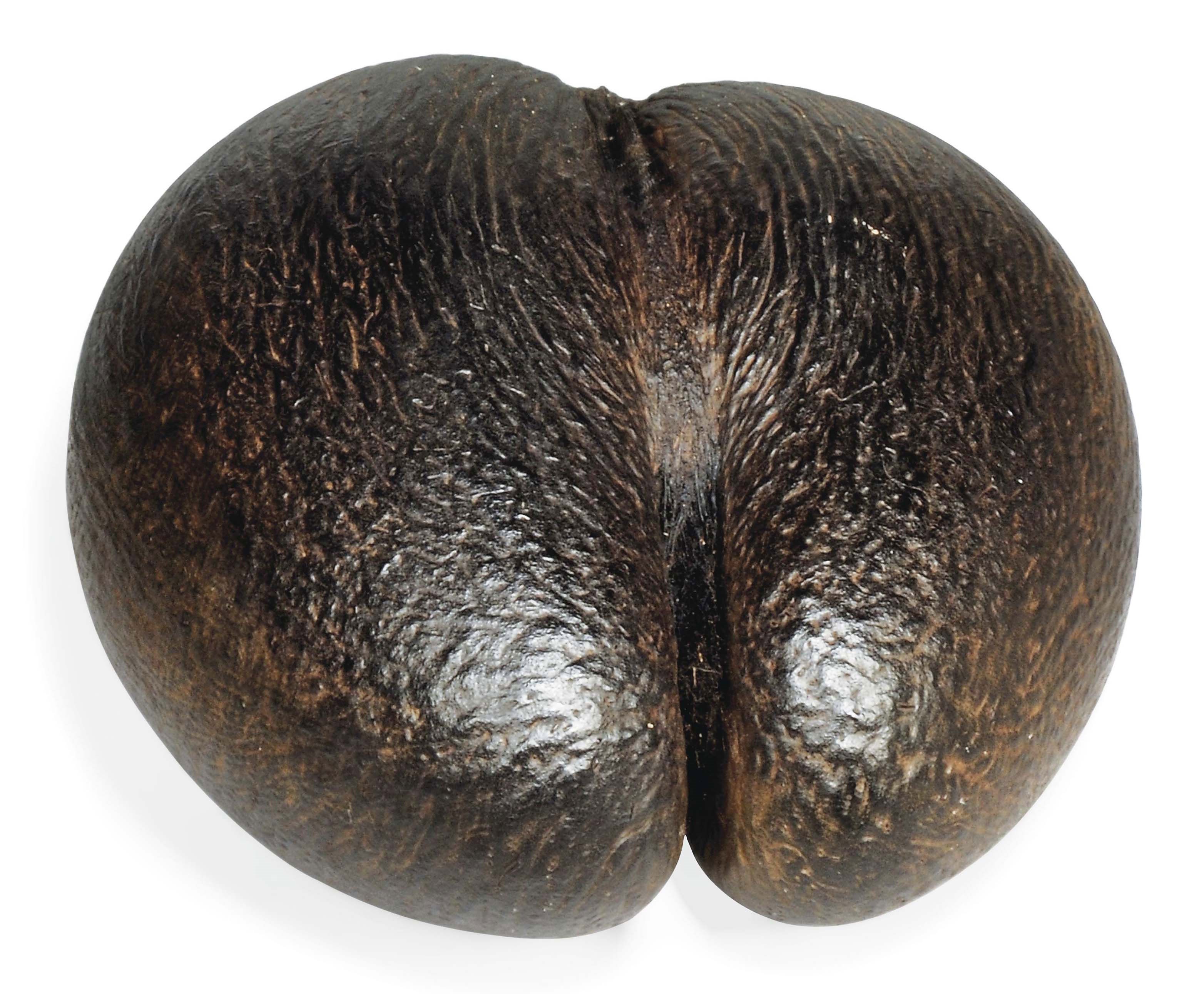 A COCO-DE-MER (LODOICEA MALDIVICA) SHELL