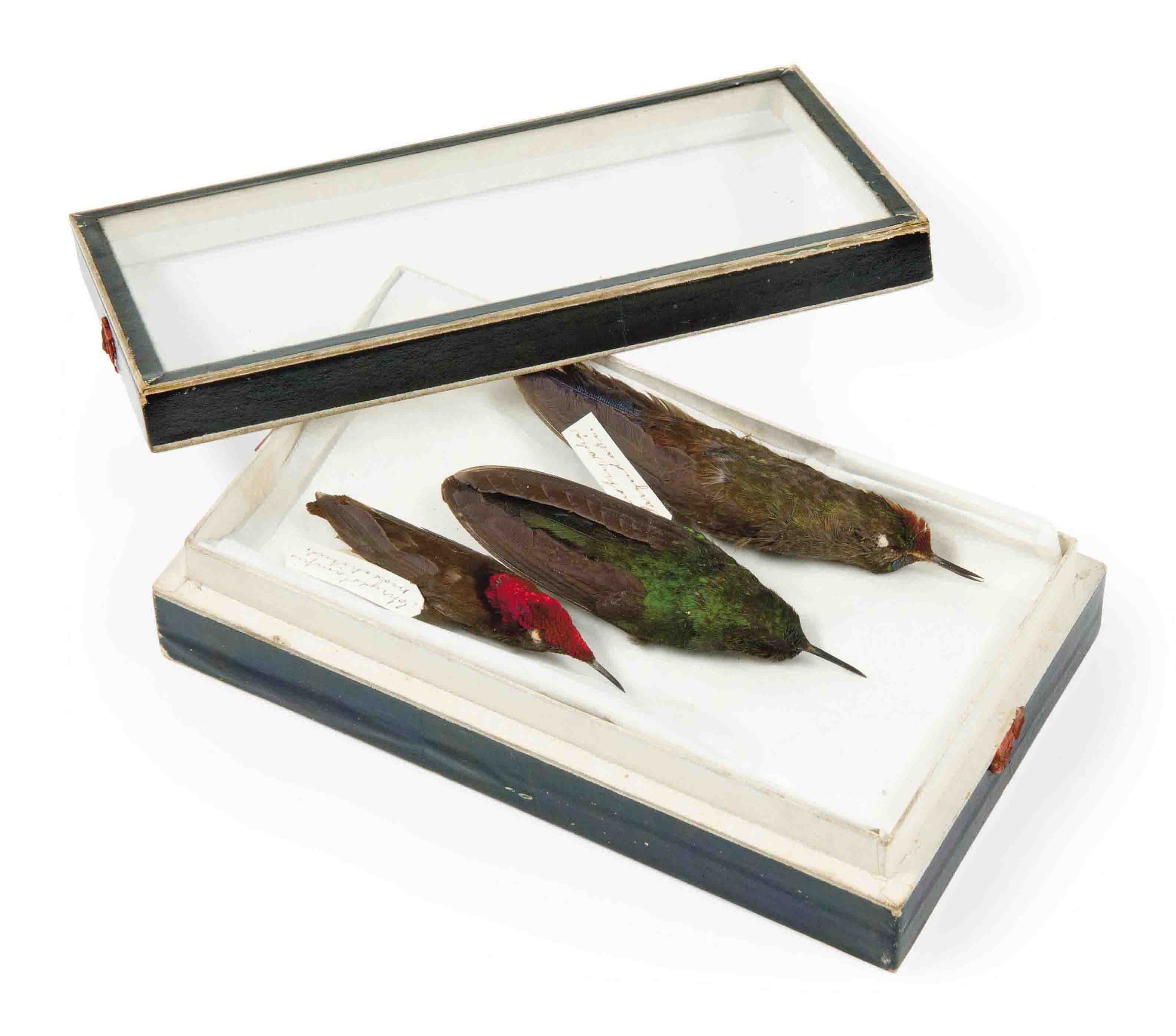 THREE HUMMINGBIRDS