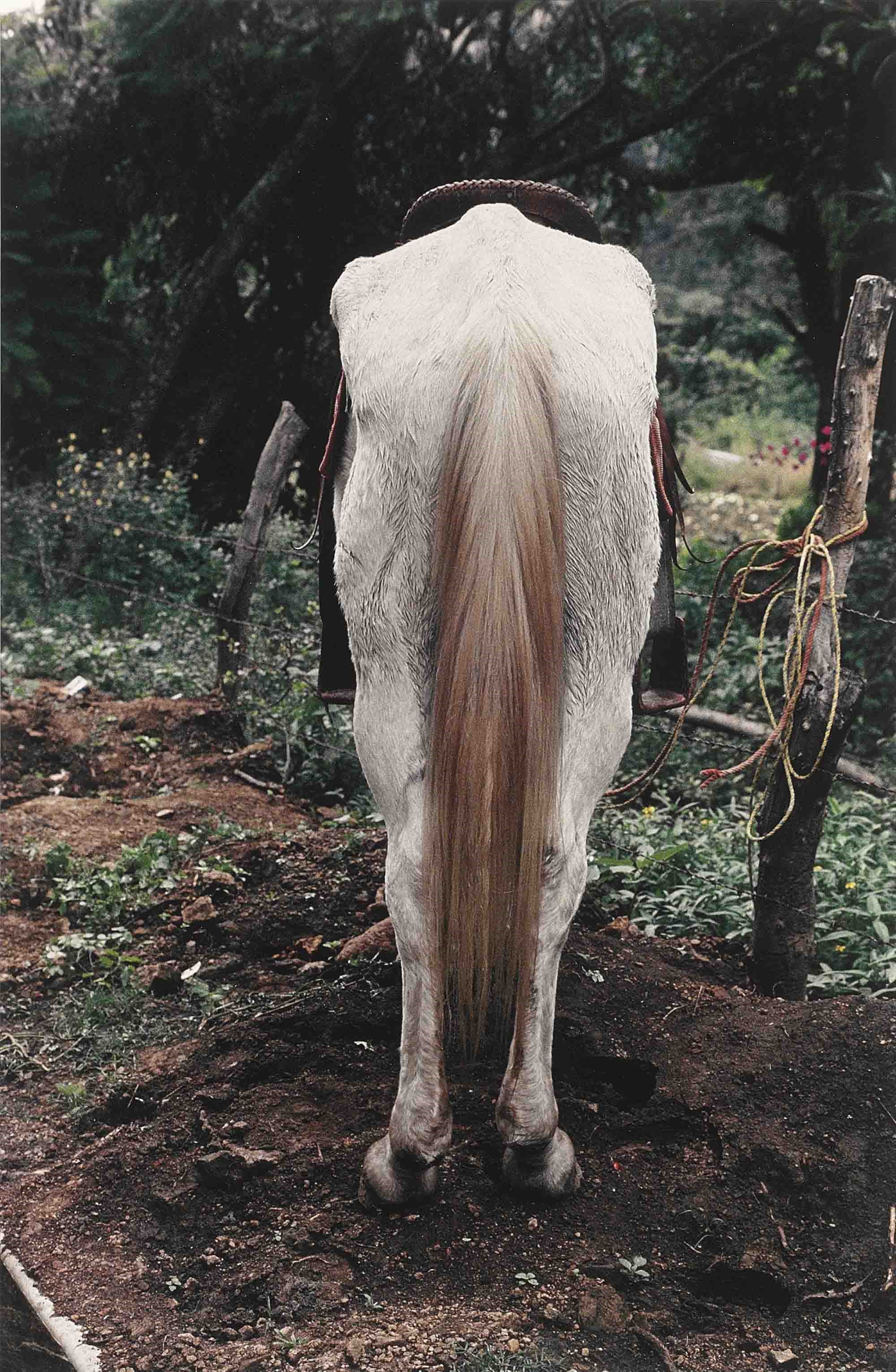 Gabriel Orozco (B. 1962)
