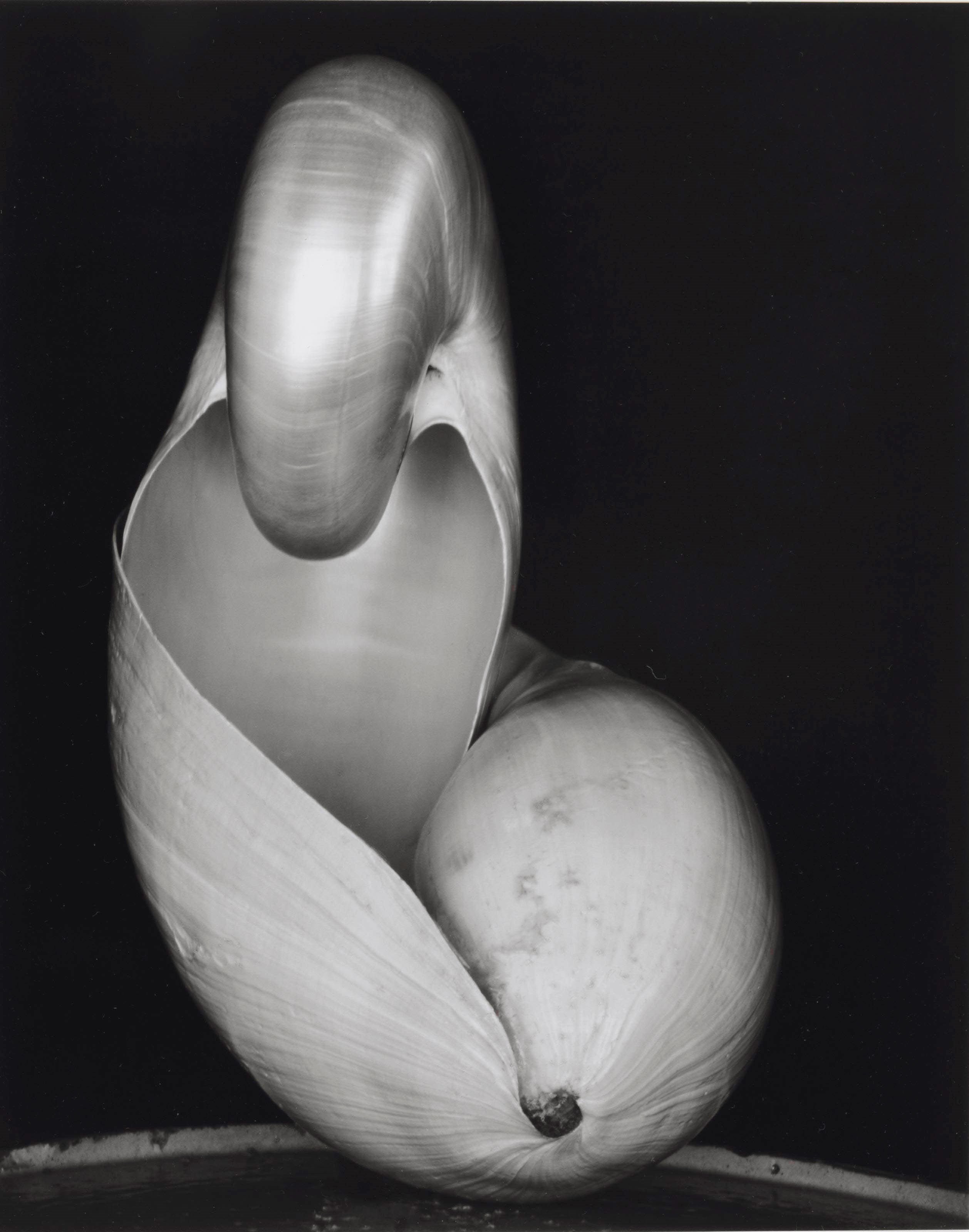 EDWARD WESTON (1886-1958)