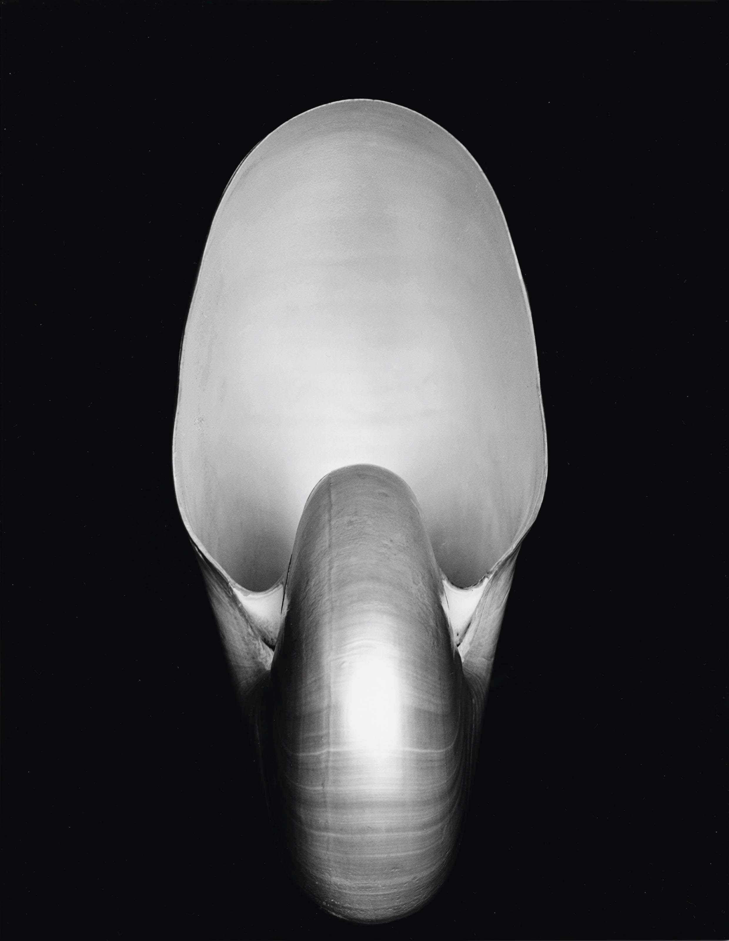 EDWARD WESTON (1886-1958)