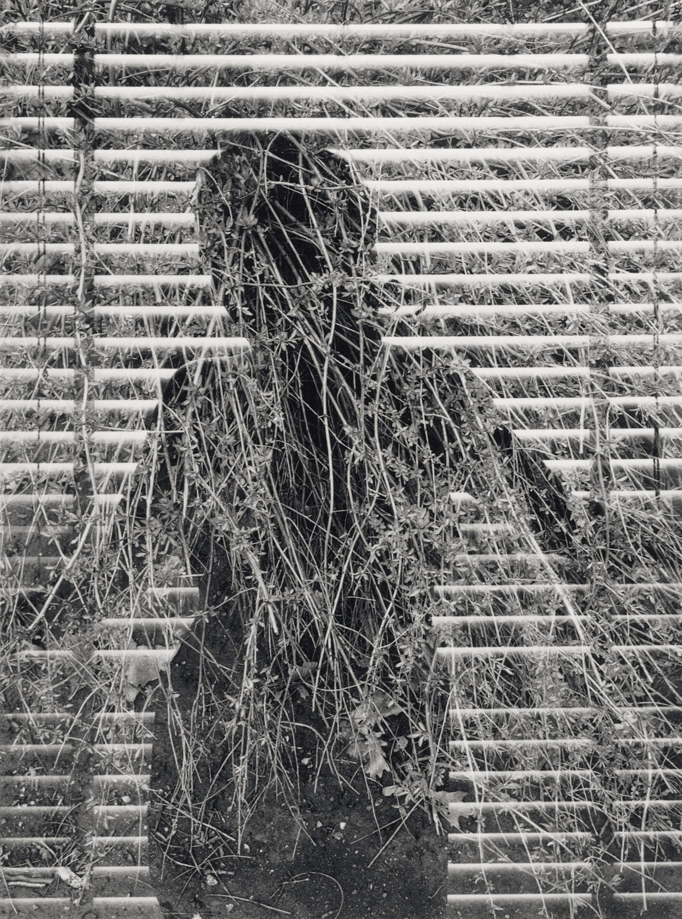 HARRY CALLAHAN (1912-1999)