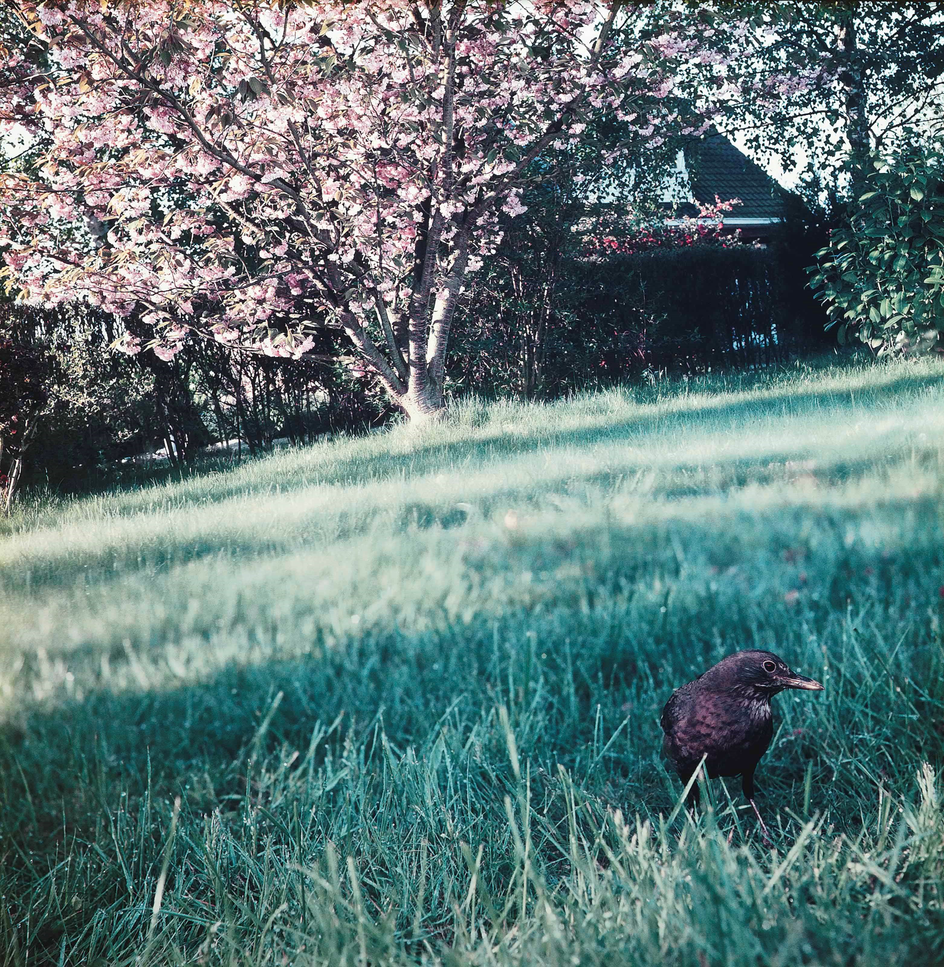 Jean-Luc Mylayne (b. 1946)