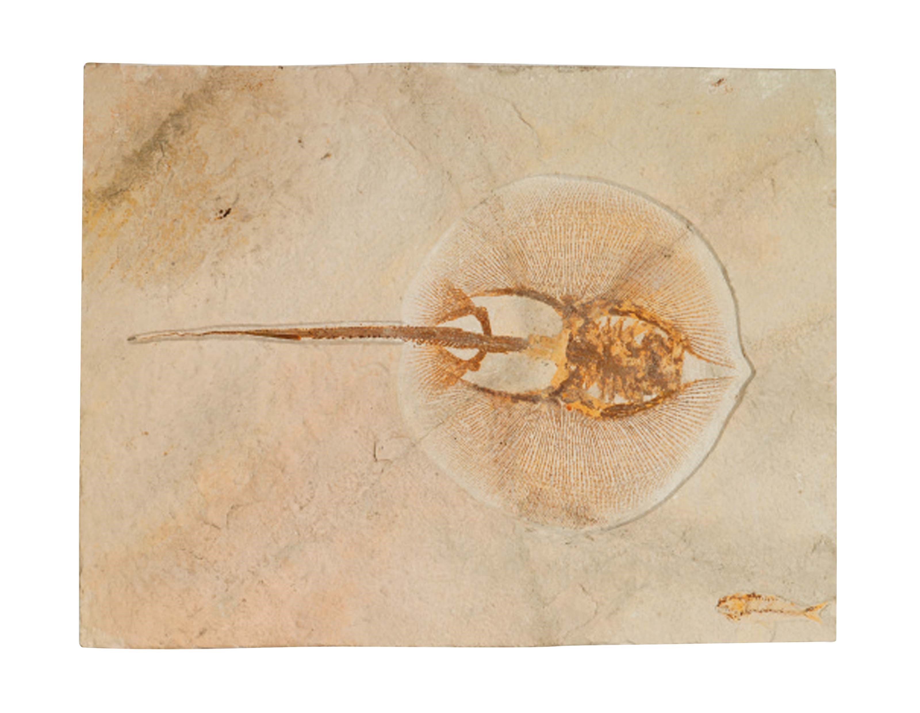 A STINGRAY