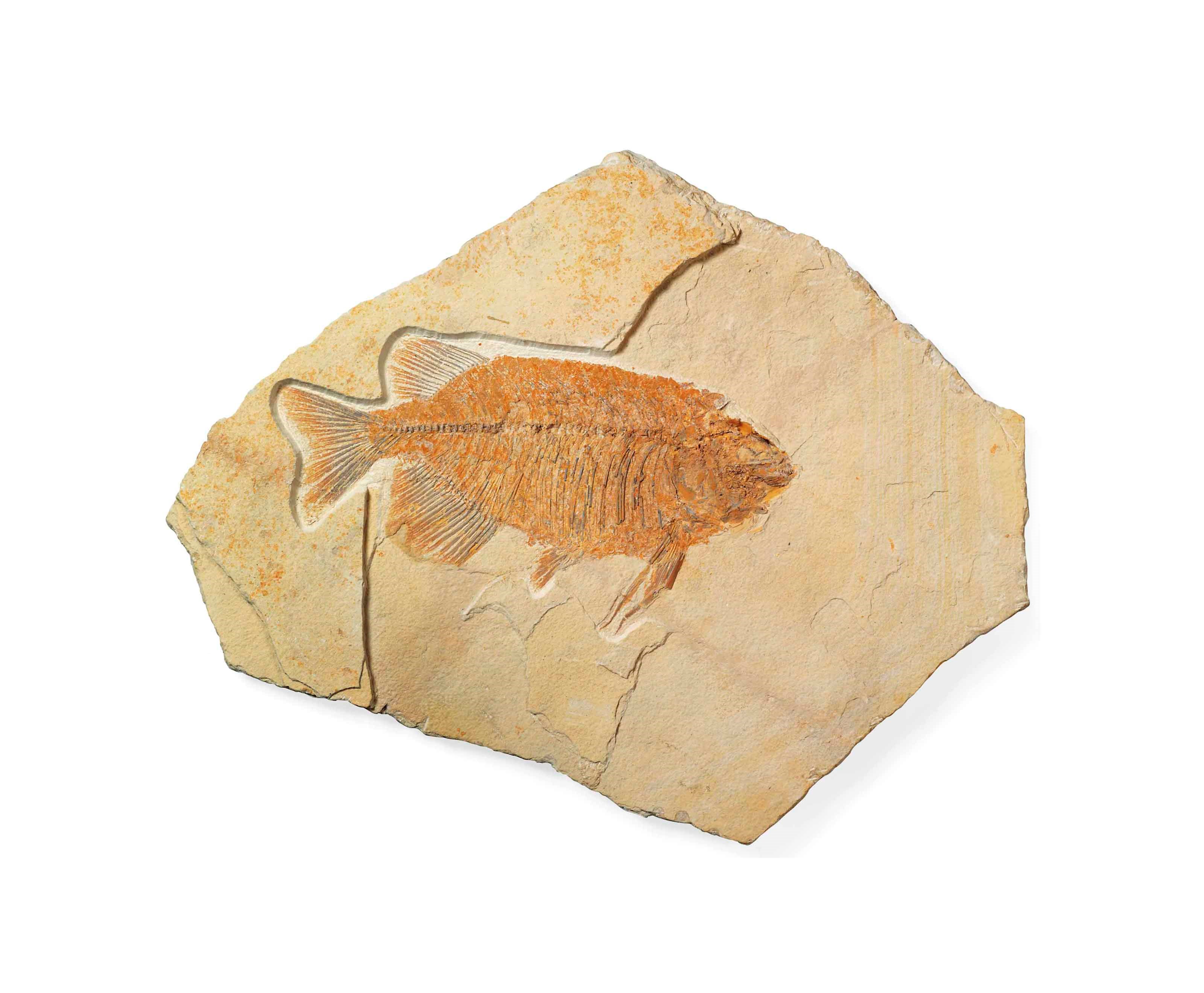 A TOOTHED FISH