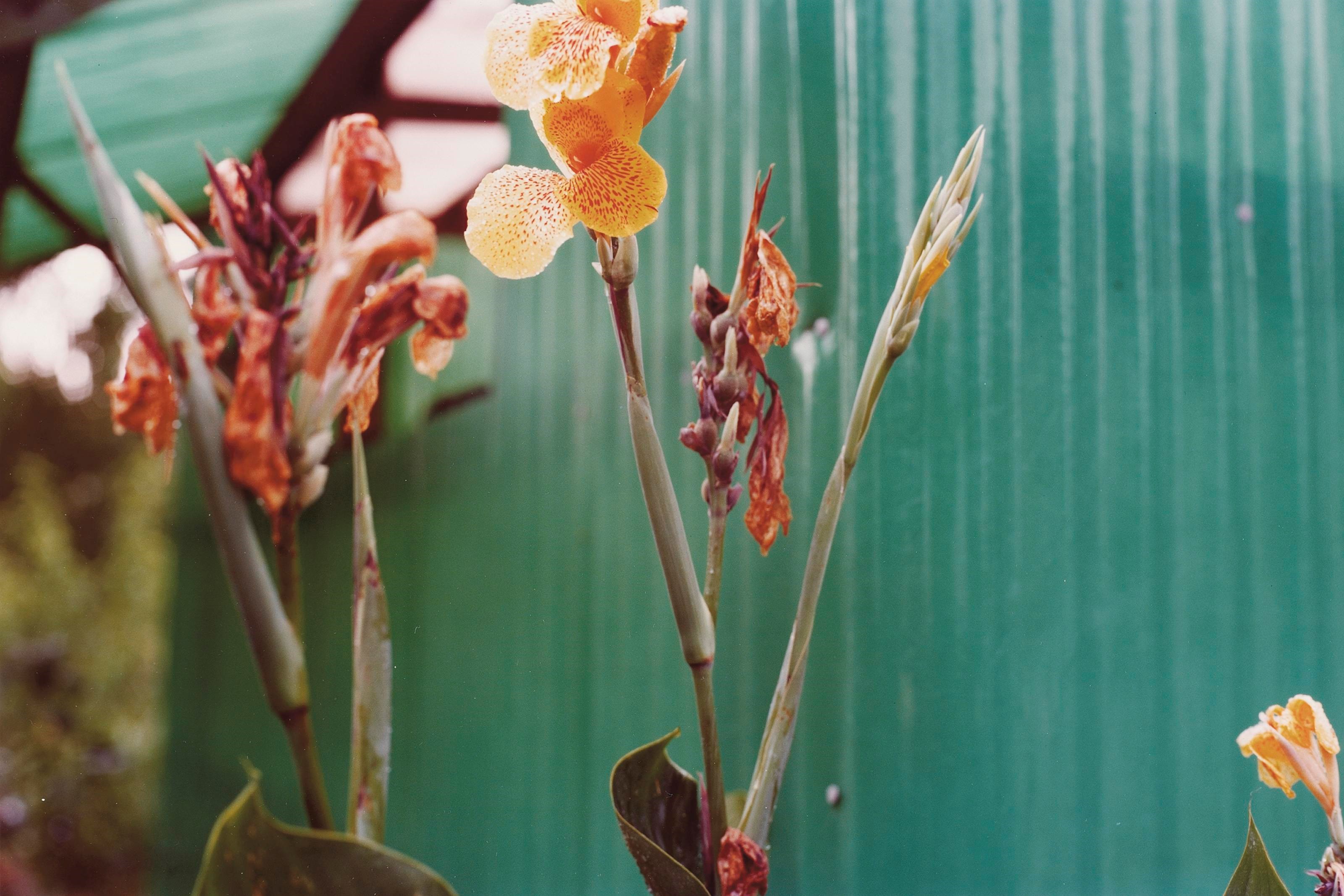 WILLIAM EGGLESTON (b. 1939)